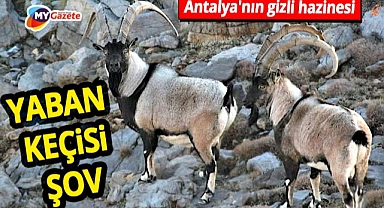 Antalya'nın Gidengelmez Dağları'nda yaban keçisi bereketi! Dronla nefes kesen görüntüler