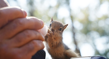 Doğanın kaybettiği annelik Antalya'da yeniden kuruluyor!