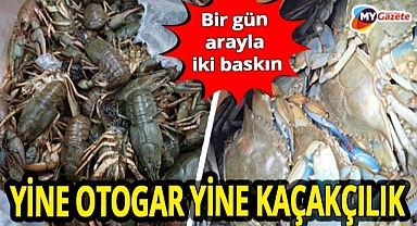 Antalya otogarında yasağa rağmen kerevit ve yengeç kaçakçılığı! 