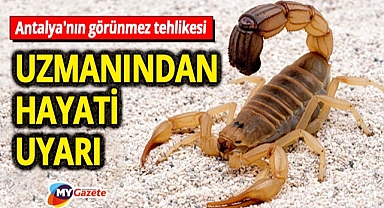Antalya'da keneden sonra akrep tehlikesi! Uzmanlar uyarıyor! 