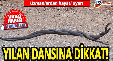 Antalyalılar dikkat! Yılanlar 'Aşk Peşinde'! Uzmanlar uyardı... Çiftleşme döneminde tehlike artıyor! İşte kendinizi koruma yolları ve ısırılma durumunda yapmanız gerekenler!