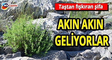 Akseki'nin şifa kaynağı! Toroslardan gelen 