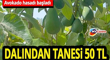 Alanya'da erkenci avokado hasadı başladı! Dalından tanesi 50 TL!