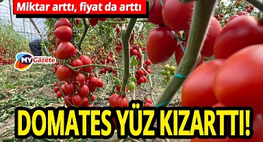 Antalya hallerinde domates fiyatları şaşırttı! Miktar artsa da fiyat yüzde 47 yükseldi!