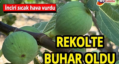 İbradı'da Bursa siyah incir rekoltesinde şok düşüş! Aşırı sıcaklar verimi yarı yarıya azalttı!