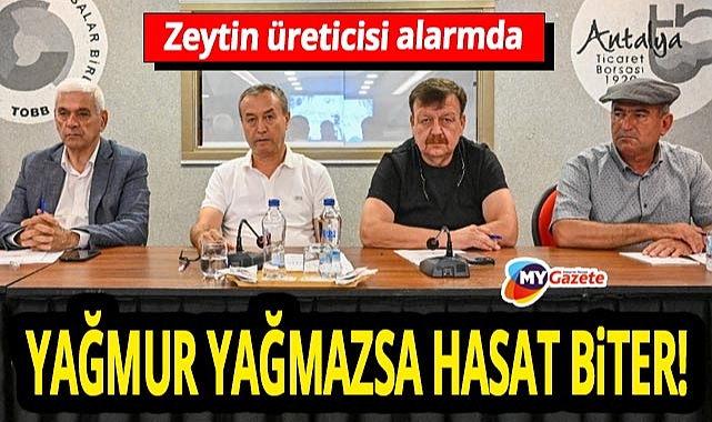 Antalya'da zeytin sektörü toplandı! Yağmur yağmazsa hasat biter!