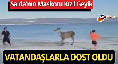 Salda’nın sempatik geyiği, vatandaşların arasına karıştı
