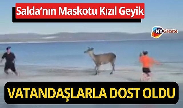 Salda’nın sempatik geyiği, vatandaşların arasına karıştı