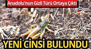 Anadolu’nun Gizli Türü Ortaya Çıktı