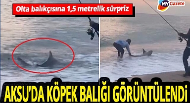 Antalya'da Kumköy'de köpekbalığı paniği! Uzmanından açıklama