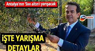 Antalya’da zeytinyağı kalite yarışması başlıyor! 'Sıvı altın' en iyisini seçecek