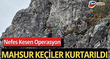 Dağda mahsur kalan keçileri itfaiye kurtardı