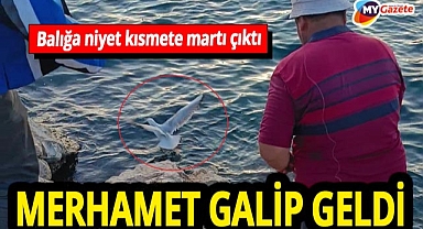 Kaleiçi mendireğinde şaşırtan anlar! Balıkçının oltasına balık yerine martı takıldı!