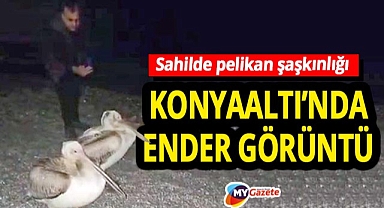 Konyaaltı Sahili'nde nadir misafirler! İki ak pelikan vatandaşları şaşırttı!