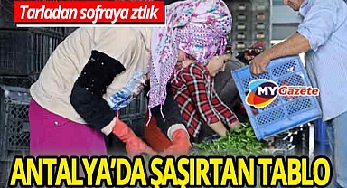 Tarım verileri şaşırttı! Antalya hallerinde sebze fiyatları düştü, meyve uçuşa geçti!