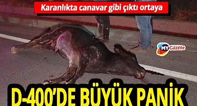 D-400’de can pazarı! Başıboş inek trafiği felç etti... Araçların çarpmasıyla telef oldu
