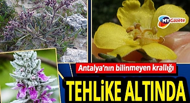 Dünyada sadece Antalya’da yetişiyor! 250 endemik bitki için kırmızı alarm