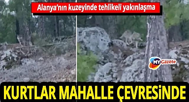 Soğuk hava yetmedi, açlık dağı aştı! Kurtlar Uzunöz’e indi