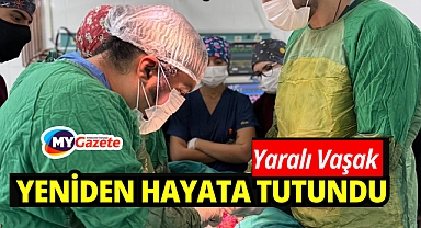 Yaralı vaşak MAKÜ Hayvan Hastanesi’nde hayata tutundu