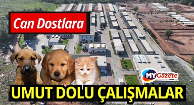 Antalya’da can dostlara şefkat eli: binlerce sokak hayvanına umut