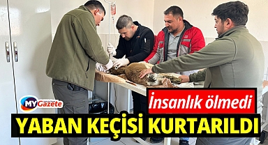 Bitkin halde bulunan yaban keçisi tedavi altına alındı