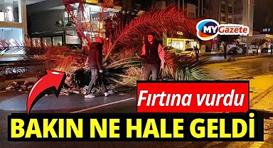 Fırtına palmiye ağacını ikiye böldü
