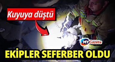 Kuyuya düşen yavru köpeği itfaiye kurtardı