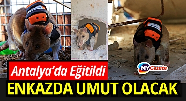 Afrika keseli sıçanları Antalya’da eğitildi,venkaz altında umut olacak