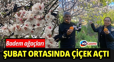 Antalya'da badem ağaçları şubat ortasında çiçek açtı