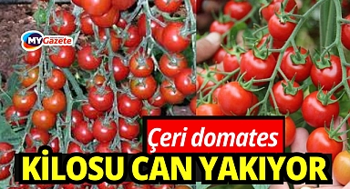 Antalya’da çeri domatesin kilogramı 300 TL!