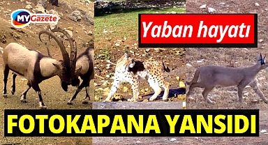 Antalya'da yaban hayatı fotokapanlara yansıdı