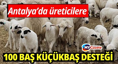 Bakanlık açıkladı: Antalya’da üreticilere 100 baş küçükbaş desteği 