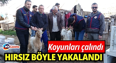 Çalınan koyun ve keçiler jandarmanın çalışmasıyla bulundu