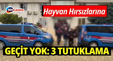 Küçükbaş hayvan hırsızlığı yapan 3 şüpheli tutuklandı