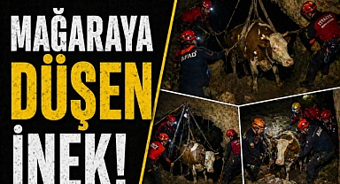 Alanya'da mağara faciası: 9 aylık inek kurtarılamadı