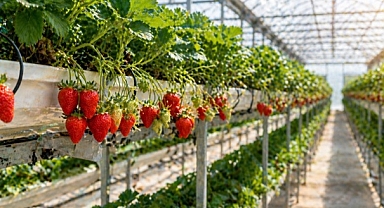 Almanya’da öğrendi, Antalya’da uyguladı: Topraksız tarımda dikkat çeken başarı