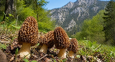 Antalya’da doğada yetişiyor: Fiyatı kırmızı eti geride bıraktı