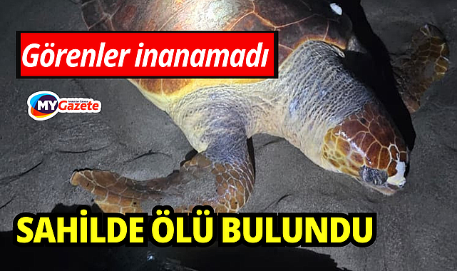 Antalya'da görenler inanamadı: sahilde ölü bulundu