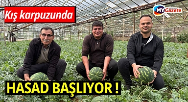 Antalya'da kış karpuzu hasadı için geri sayım başladı