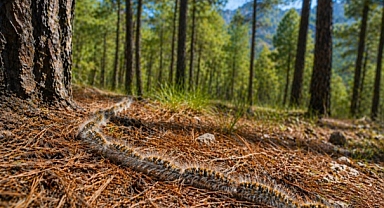 Antalya’da ormanlarda artış gösterdi: Uzmanlardan 'temas etmeyin' uyarısı