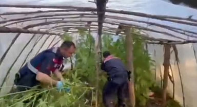 Antalya'da serayı uyuşturucu tarlasına çevirmiş