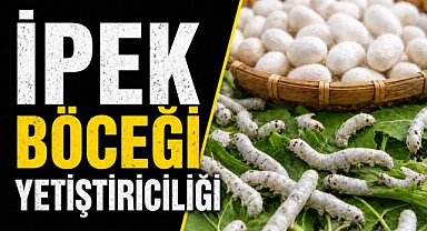 Antalya’da unutulan meslek yeniden doğuyor: Korkuteli’nde ipek böcekçiliği başladı
