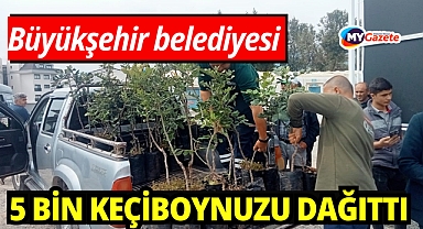 Büyükşehir'den Alanya'nın coğrafi işaretli keçiboynuzuna destek