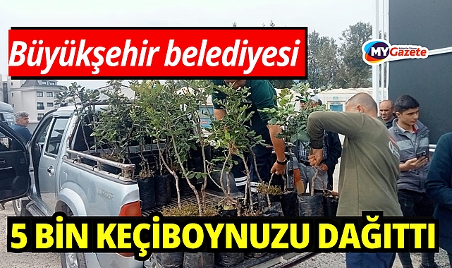 Büyükşehir'den Alanya'nın coğrafi işaretli keçiboynuzuna destek