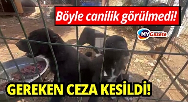 Dövüş köpeği üretip yavruların kulaklarını kestiler!