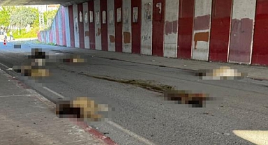 Hatay'da otomobil sürüye daldı! 17 koyun telef oldu