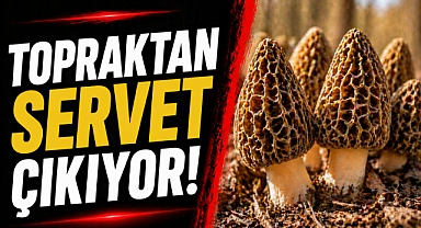 İlk Hasat Dudak Uçuklattı: Kilosu Servet Değerinde!
