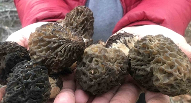 Kuzugöbeği mantarı kaç para? Hangi şehirlerde ve ne zaman yetişiyor?