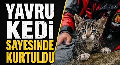 Yavru kedi hayatını değiştirdi: Bağımlılıktan sevgiyle kurtuldu