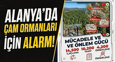 Alanya'da çam ormanları için alarm! Zararlı böceğe karşı mücadele başladı